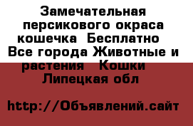 Замечательная персикового окраса кошечка. Бесплатно - Все города Животные и растения » Кошки   . Липецкая обл.